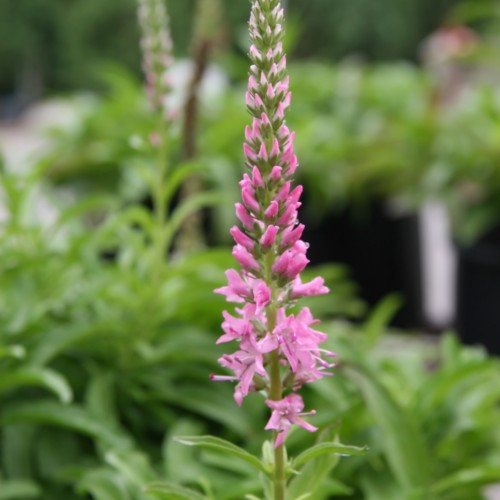 Pink flower with anthers and white-pink buds, light-pink filaments, green sepal, stem and leaves.