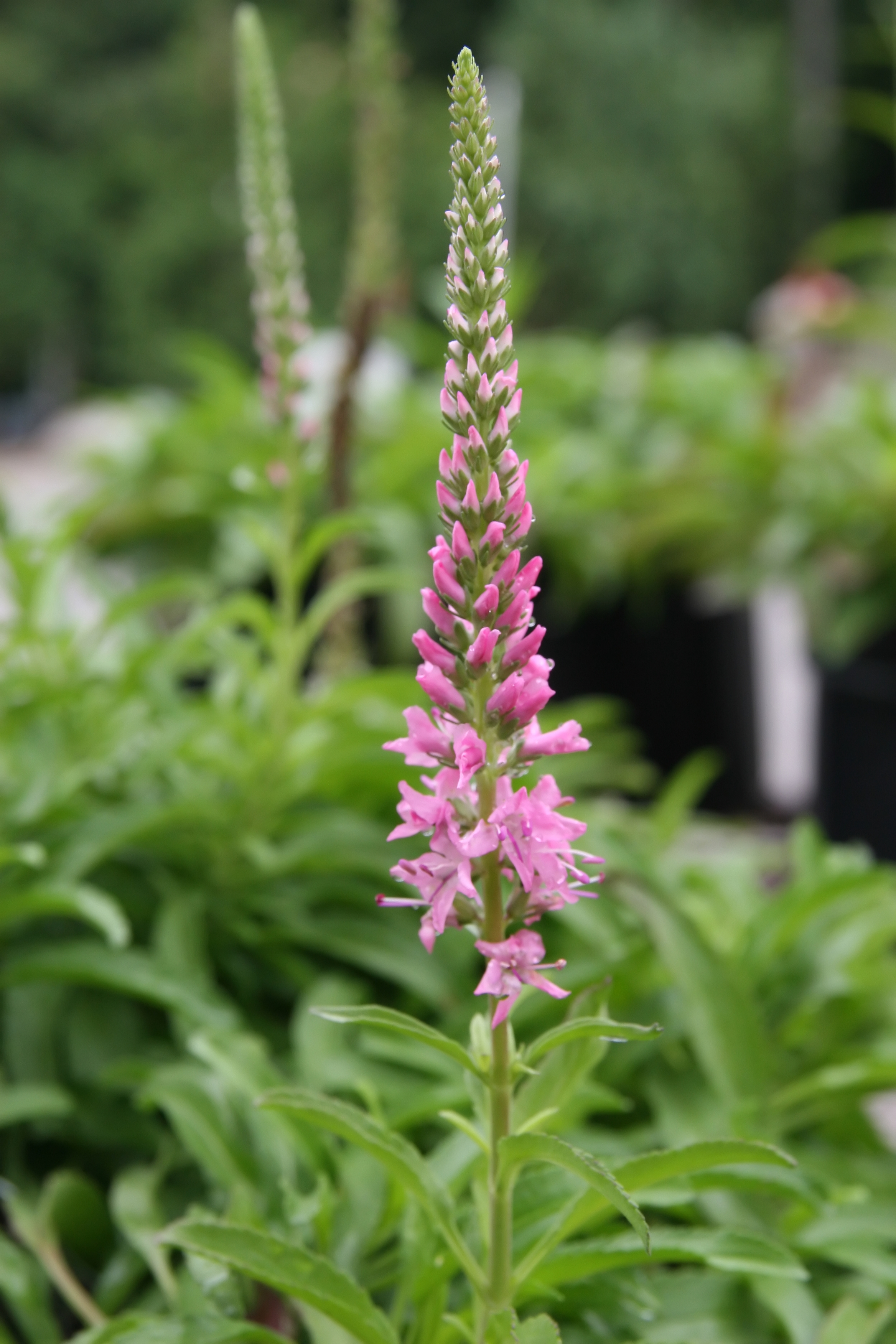 pink flowers and buds with lime foliage and stem