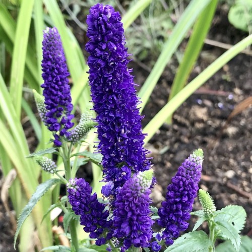 Indigo flowers with stamen, light-indigo-green buds, green stems and leaves.