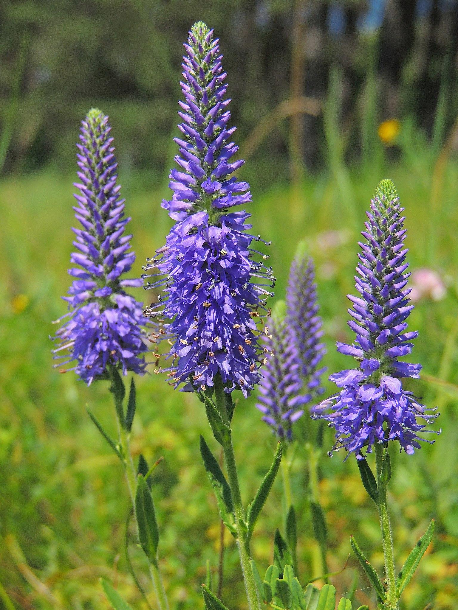 violet-lime flowers with green leaves and stems
