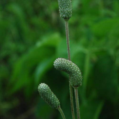 A cluster of small green seed heads on tall green stems.