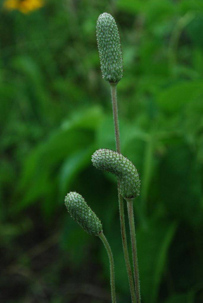A cluster of small green seed heads on tall green stems.
