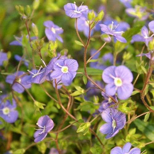 blue flowers with white-yellow center, lime leaves and brown stems