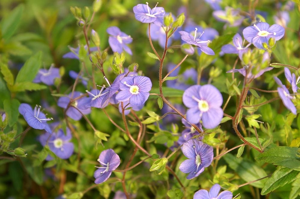 blue flowers with white-yellow center, lime leaves and brown stems
