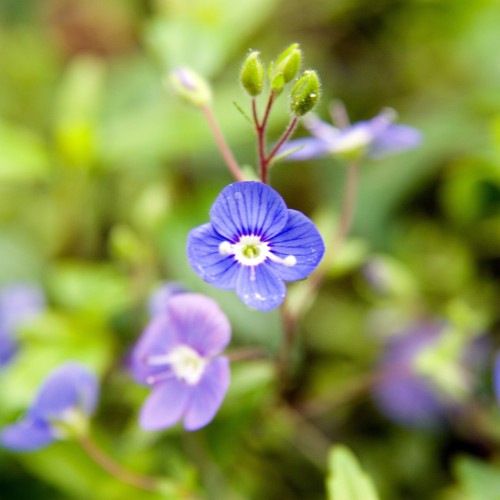 blue-violet flowers with white-yellow center and white stamens, lime buds, lime leaves and burgundy stems