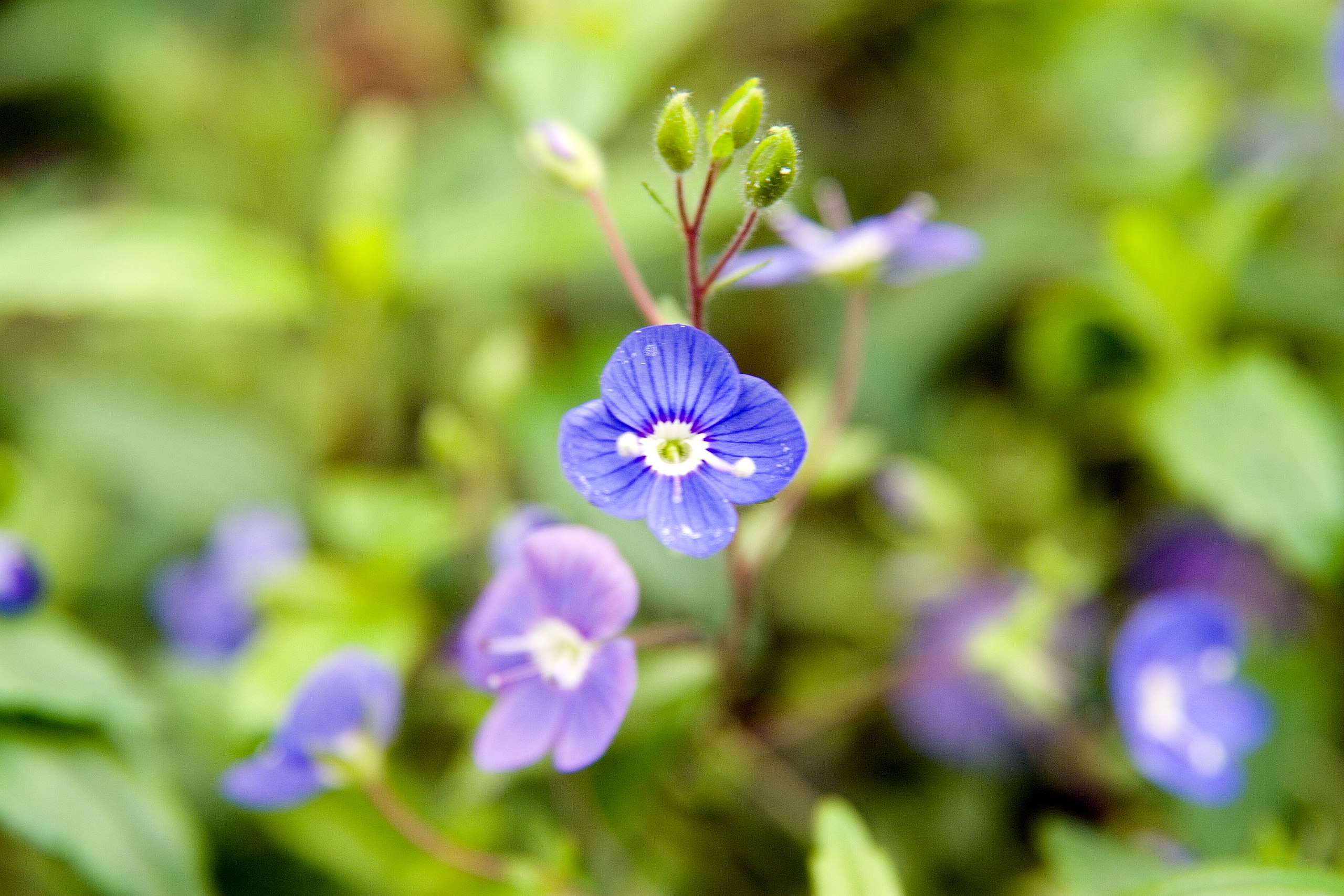 blue-violet flowers with white-yellow center and white stamens, lime buds, lime leaves and burgundy stems

