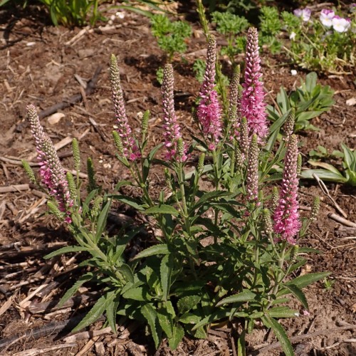 pink flowers with olive cones, olive leaves and stems