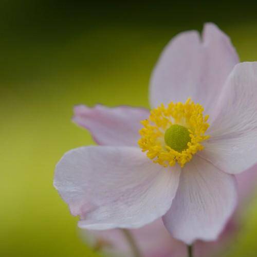 A delicate pink-white flower having yellow-green pistil and green stems.