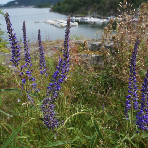blue flowers with green leaves and brown stems