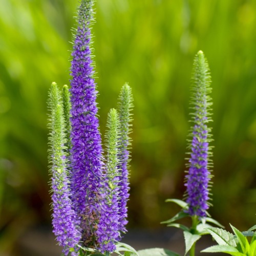 violet-lime flowers with green leaves and stems