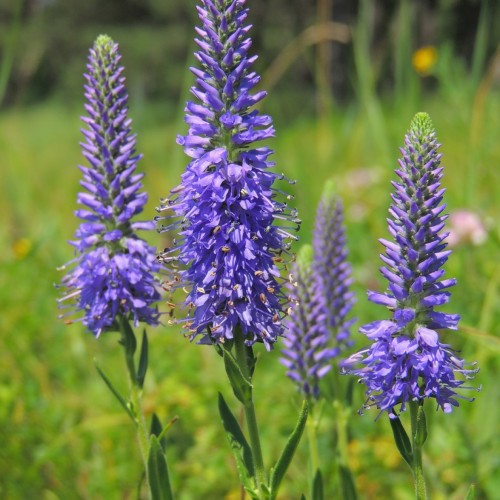 Purple flowers with filaments, brown anthers, green stems and leaves.