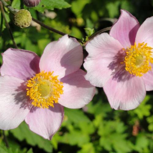 light-pink flowers with lime-yellow center, yellow stamens, green leaves and brown stems
