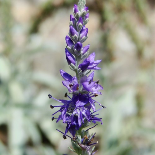 violet flowers with violet-gray buds, gray-green leaves and stems
