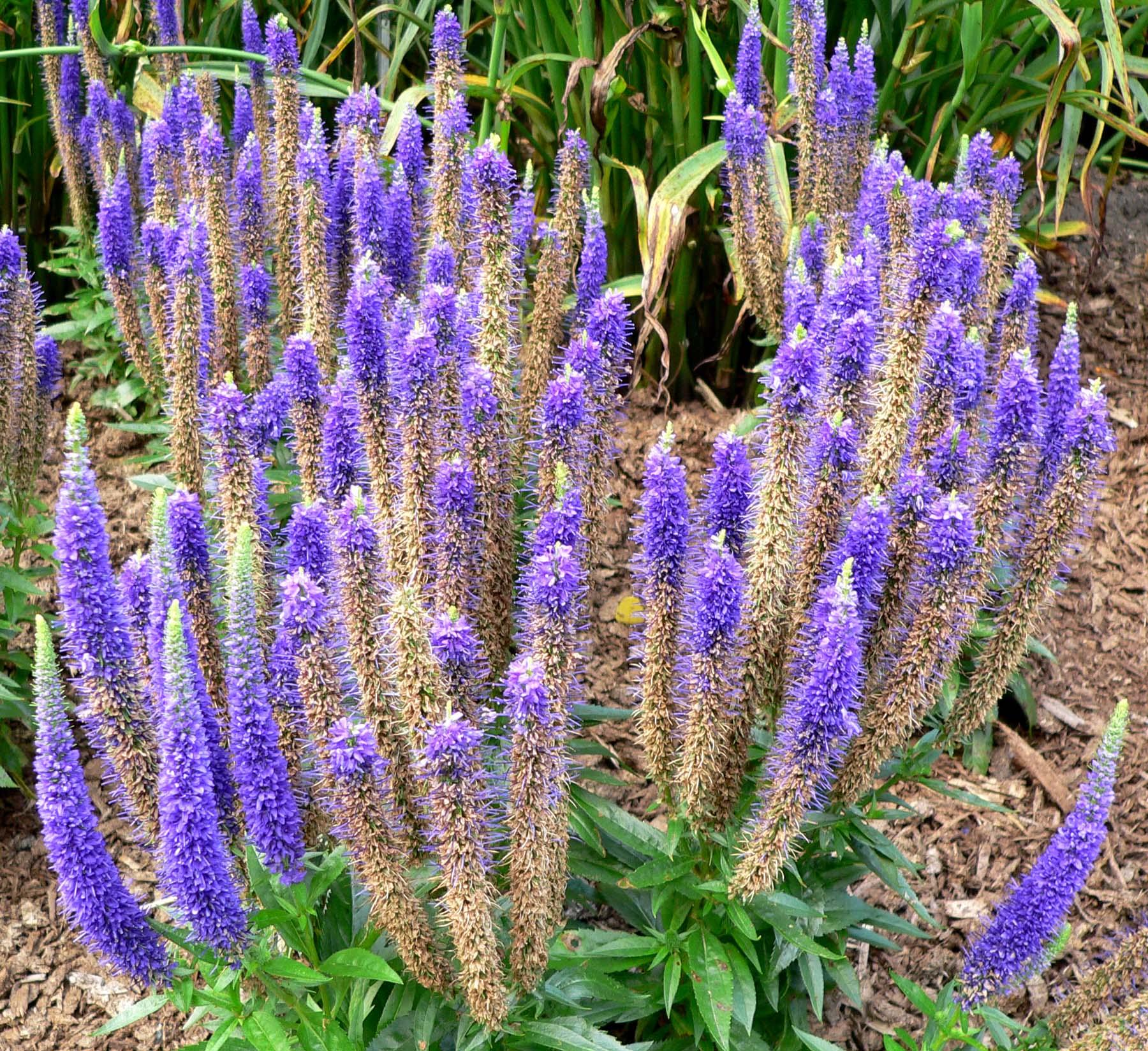 purple-brown flowers with lime leaves and green stems