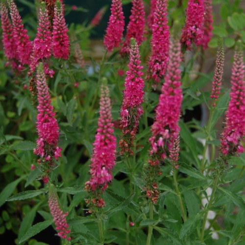 pink flowers with green leaves and stems