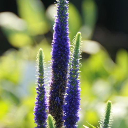 blue-lime flowers