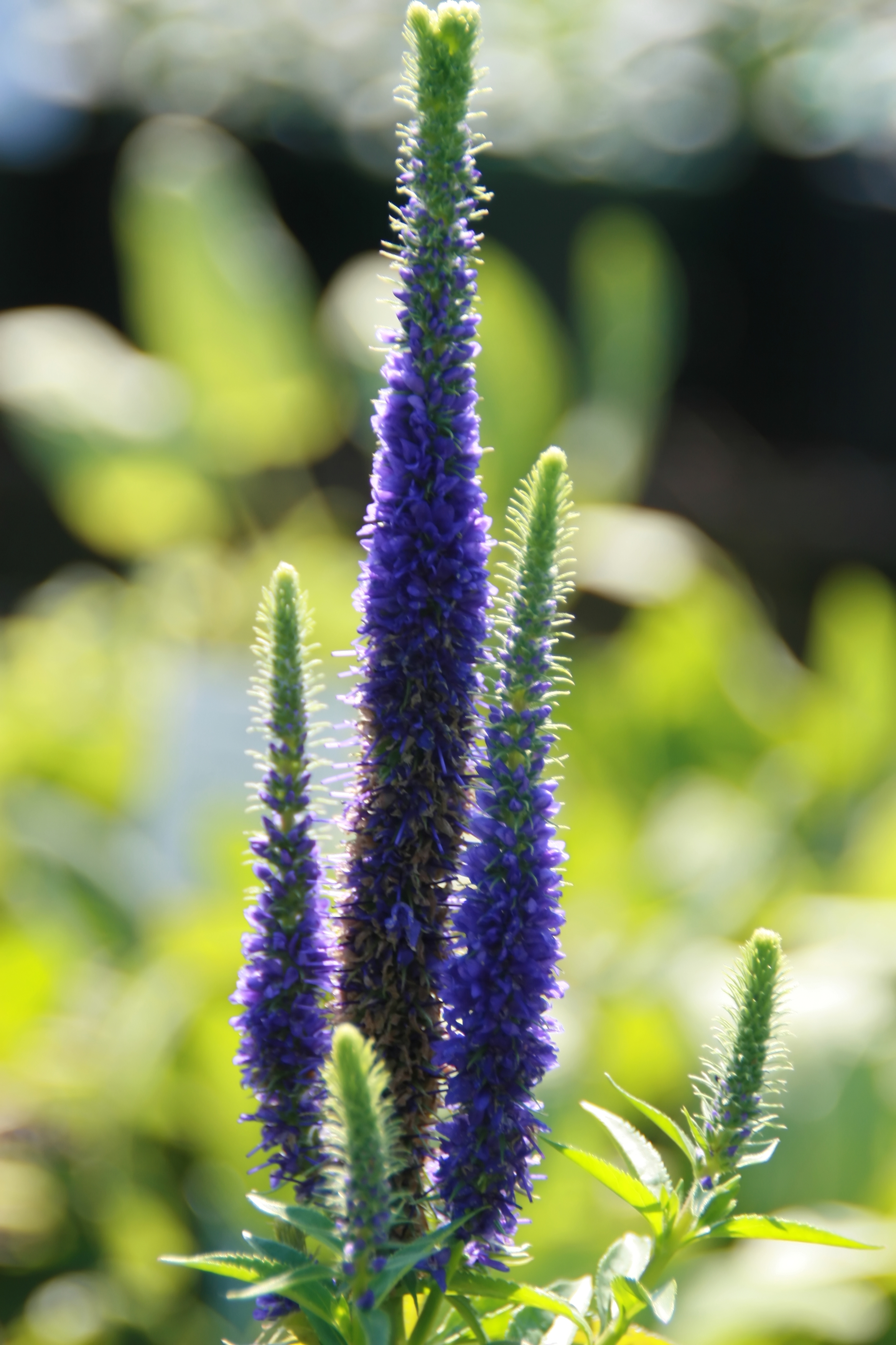 blue-lime flowers