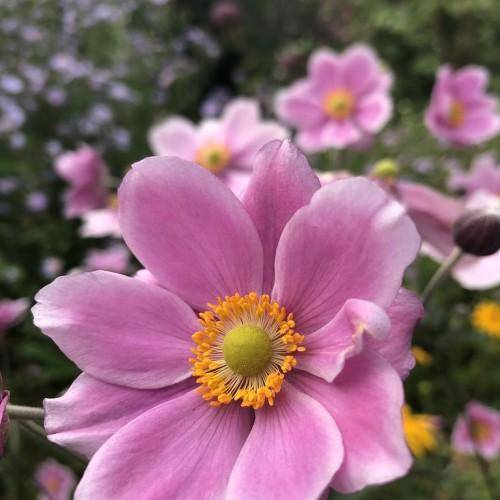 A delicate pink flower having yellow-green pistil, on a green-pink stem.