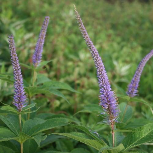 violet flowers with green-brown stems and green leaves