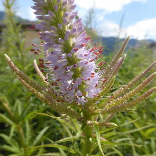 lavender flowers with white filaments, red anthers, lime stems, spikelets, lime leaves and lavender buds
