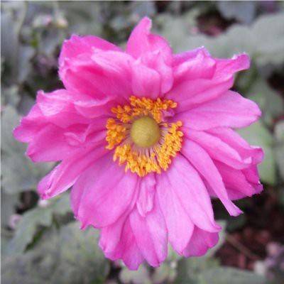 A beautiful bold pink flower with a yellow pistil.