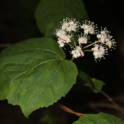 cream flowers with cream stamens, cream-pink buds, green leaves and brown stems