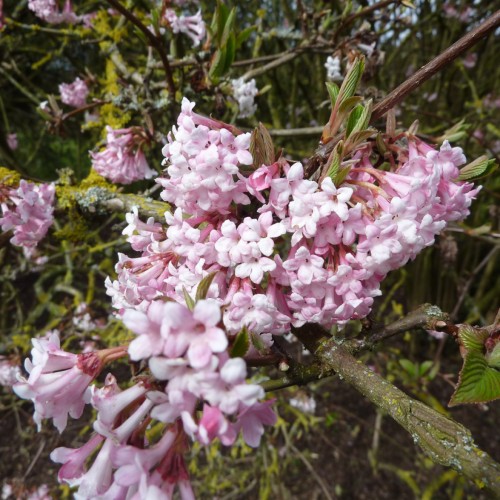 light-pink flowers with pink-yellow sepals, pink-green leaves on brown branches
