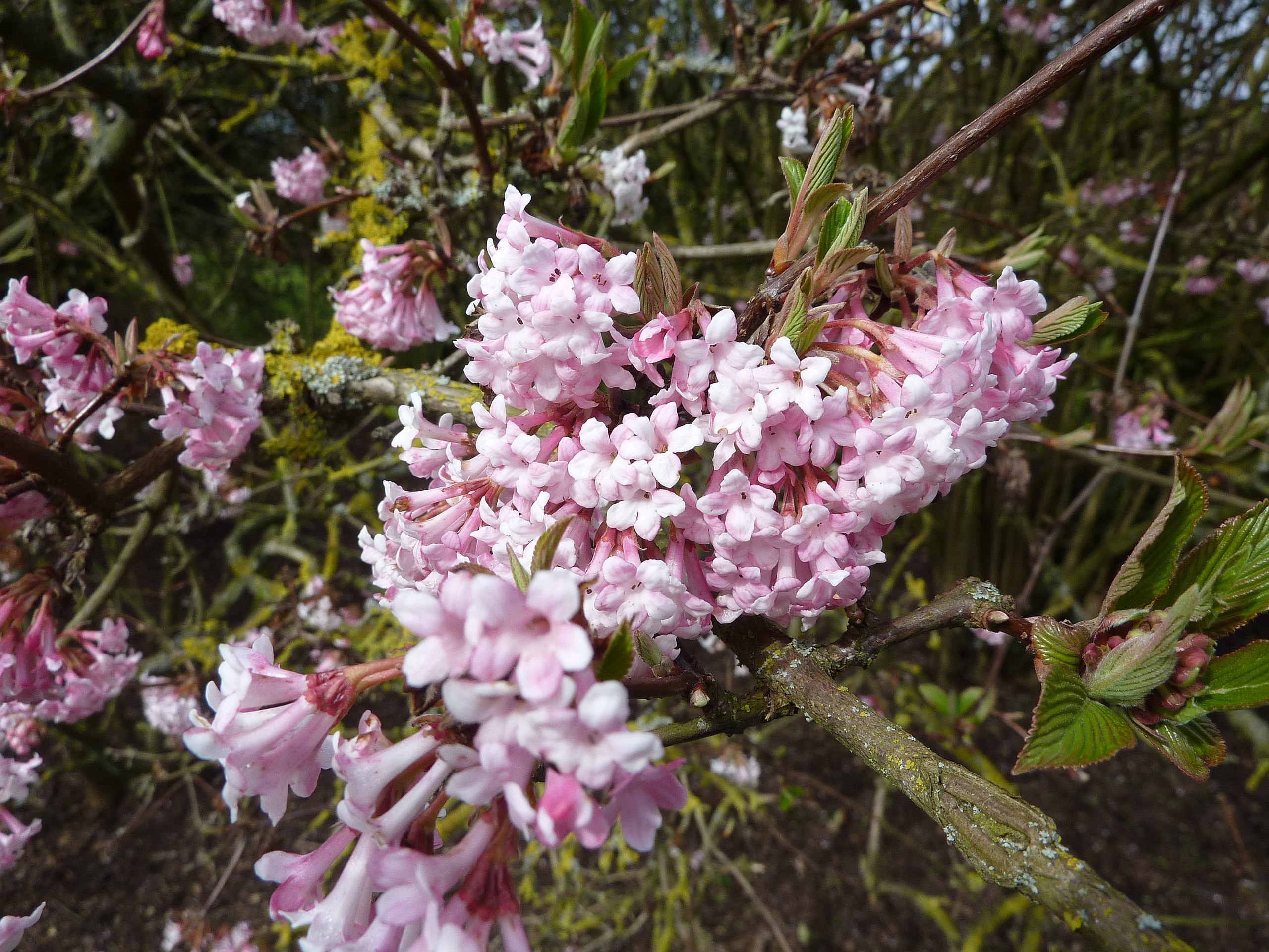 light-pink flowers with pink-yellow sepals, pink-green leaves on brown branches