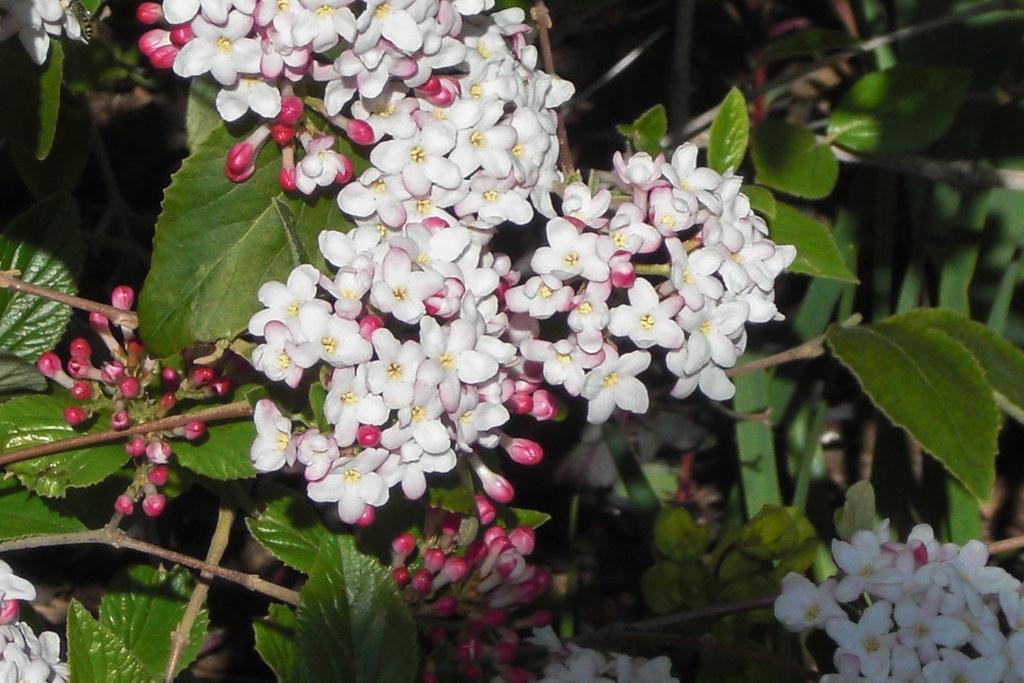 white flowers with yellow center, white-pink buds, green leaves and light-brown stems