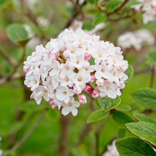 White flower with yellow center, pink-white buds, brown stem and green leaves.