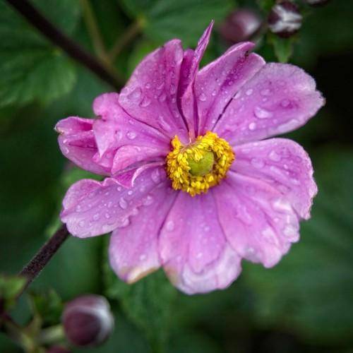pink flower showing its numerous long maroon stems with yellow pistils and green leaves.