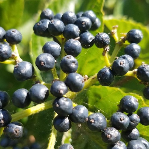 blue-gray fruits with lime leaves and yellow-green stems