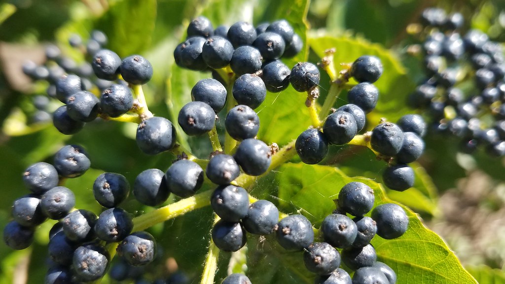 blue-gray fruits with lime leaves and yellow-green stems
