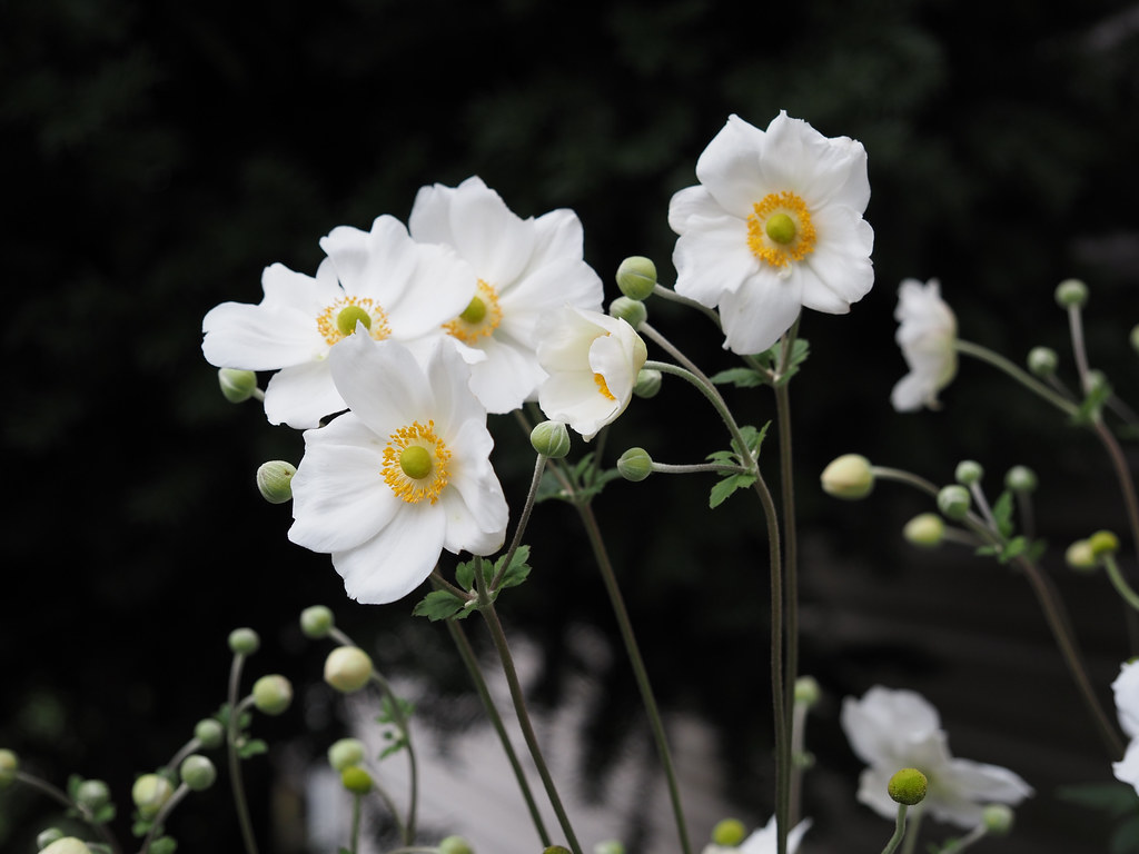 White flowers with yellow pistils, on long green stems with tiny green leaves and green buds.