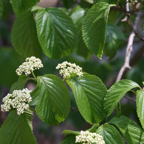 off-white flowers with green leaves and stems with gray branches