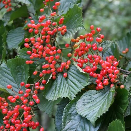 red fruits with green leaves and brown-olive stems