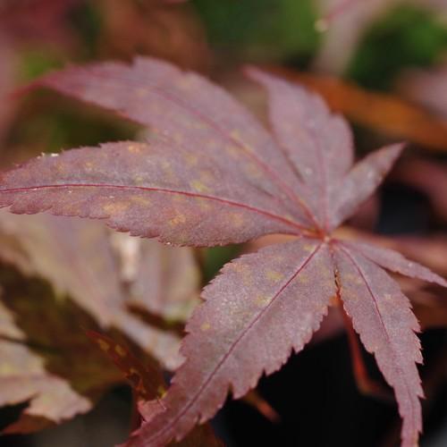 Red-brown-yellow leaves color, visible red-purple color veins, growing out of the red stem.