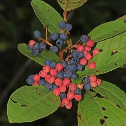 Dark blue-pink fruits with light-brown stem, petiole, midribs and green leaves. 