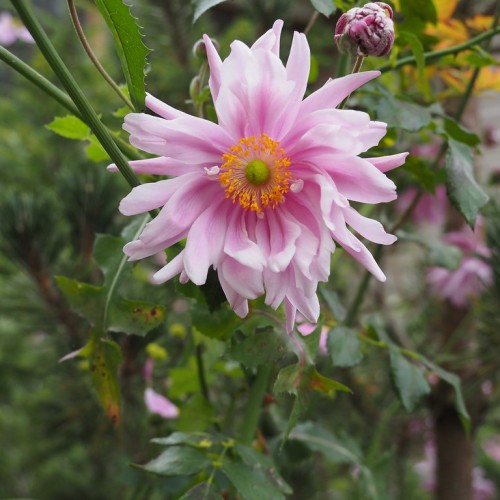 Magenta-white flower with buds, orange stamen, lime center, green leaves and stems.