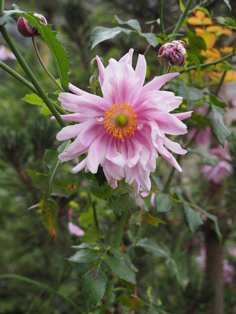 White-pink flower with orange pistil, on a green stem, surrounded by green leaves. 