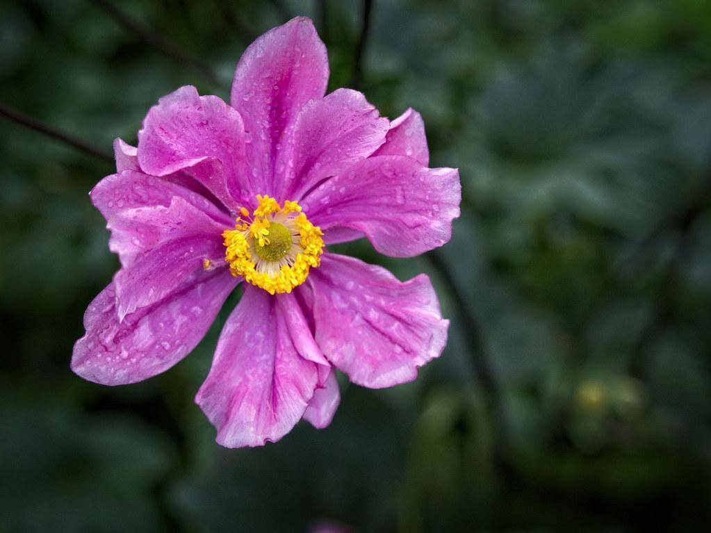 Tiny green leaves, pink flowers with yellow pistils.