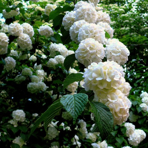 White flowers with dark-green leaves.