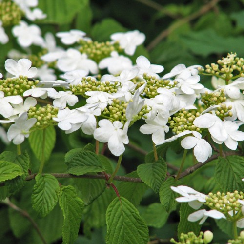 White flower with lime buds, green-maroon petiole, brown stems, and green leaves.
