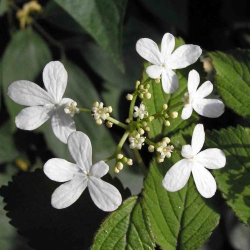 white flowers with off-white buds, olive leaves and light-green stems