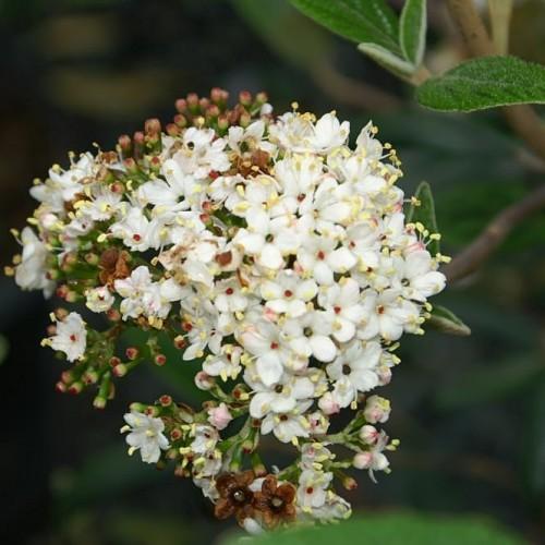 white flowers with red center, white filaments, yellow anthers, green-red buds, green stems and leaves