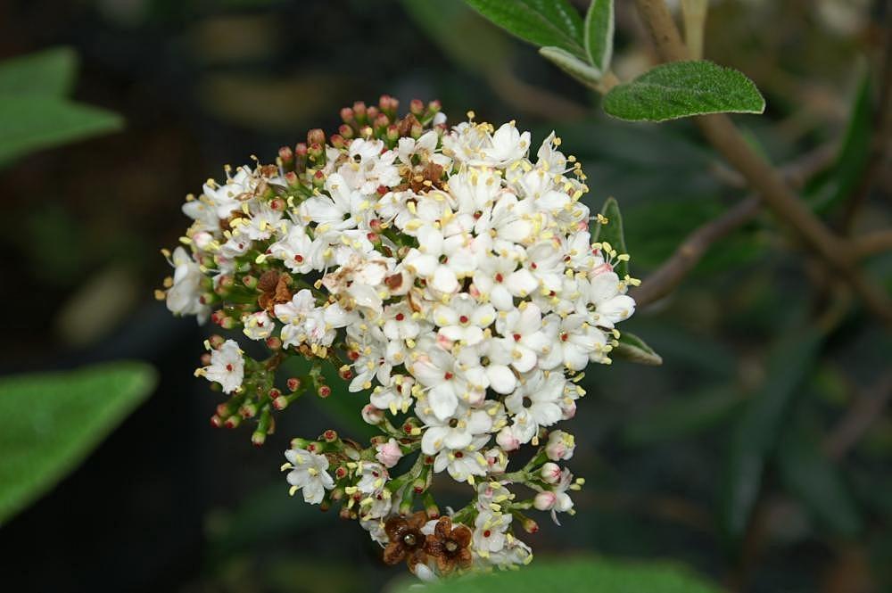 white flowers with red center, white filaments, yellow anthers, green-red buds, green stems and  leaves