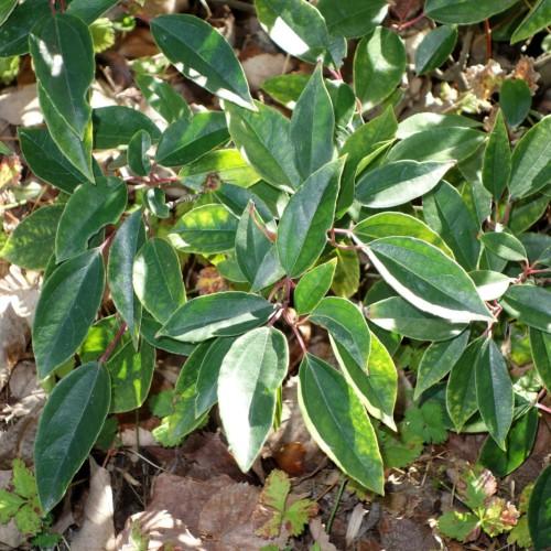 lime-green foliage with burgundy stems