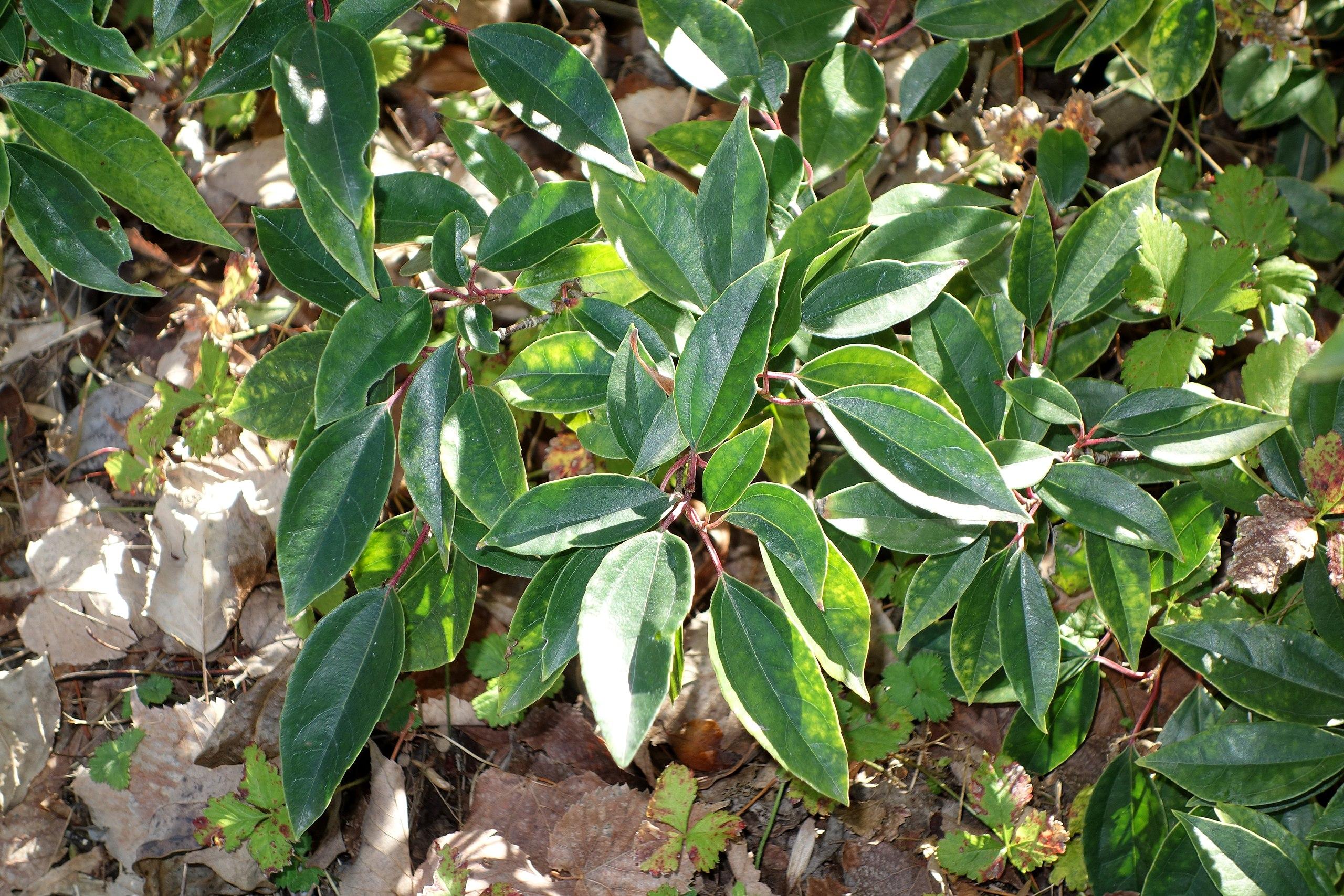lime-green foliage with burgundy stems
