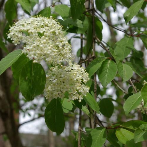 off-white flowers with yellow anthers, green leaves and brown branches