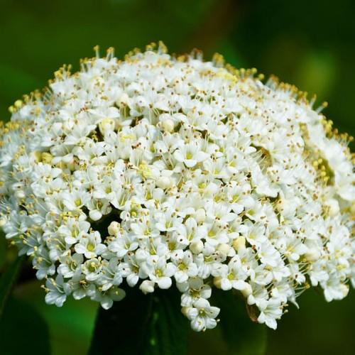 white flowers with yellow anthers, white filaments, brown stems and green leaves